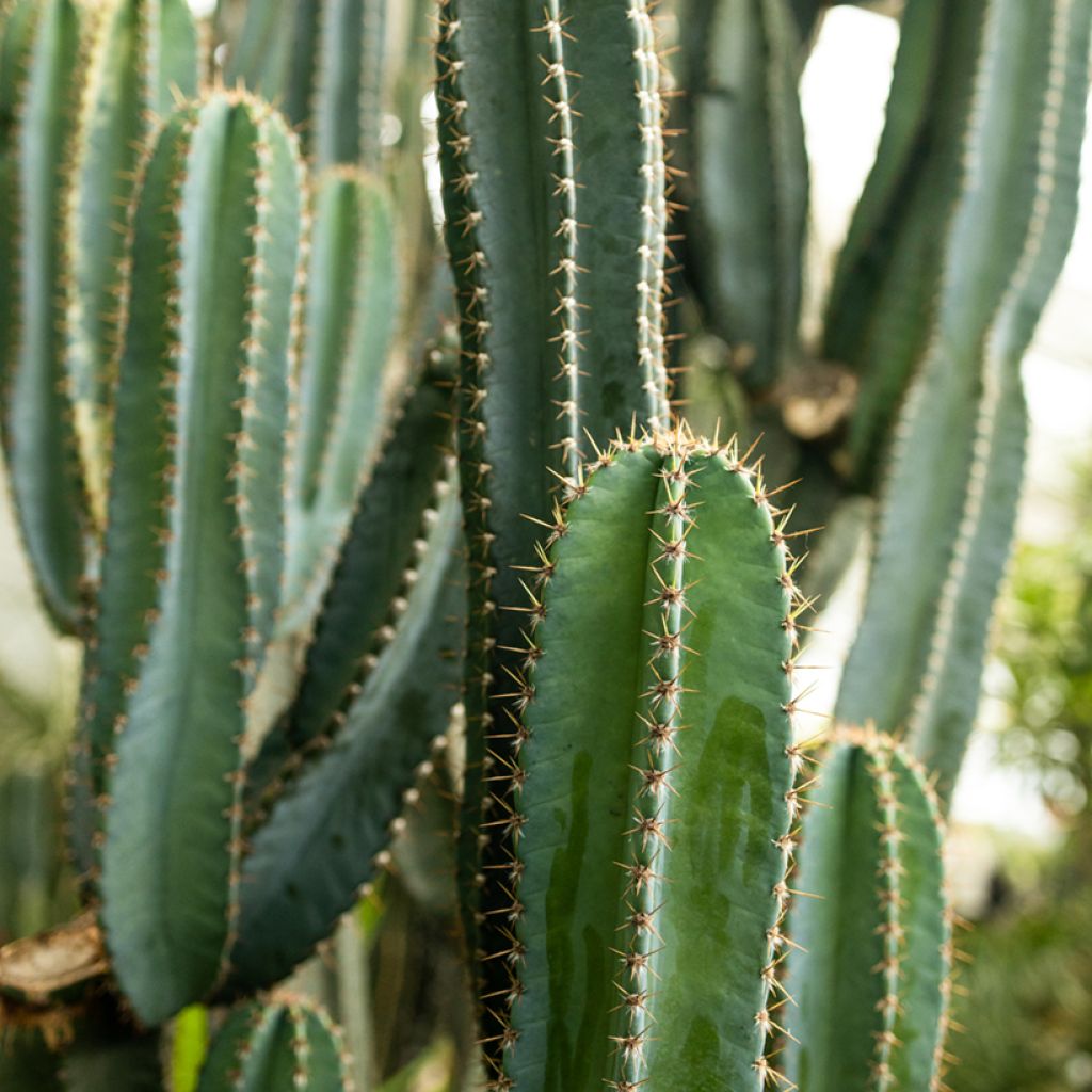 Cactus - Pachycereus pringlei