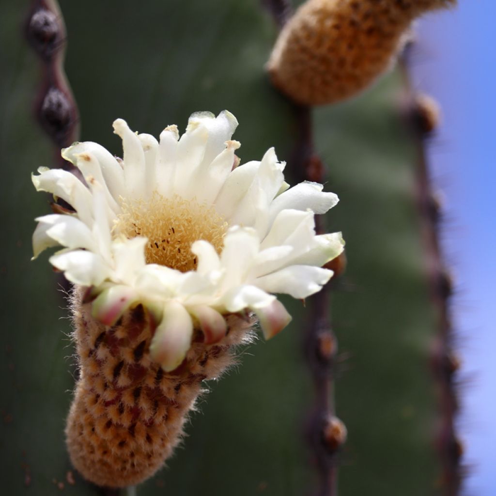 Cactus - Pachycereus pringlei