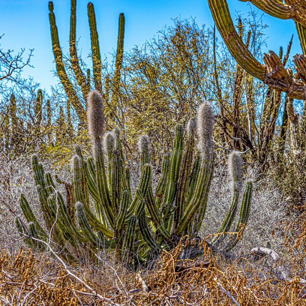 Cactus - Pachycereus pringlei
