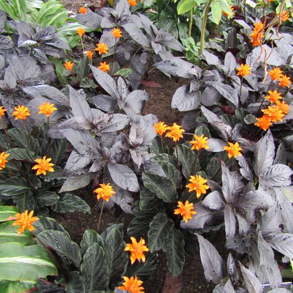 Calathea crocata - Calatea