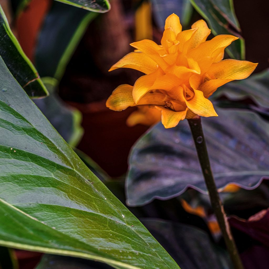 Calathea crocata - Calatea