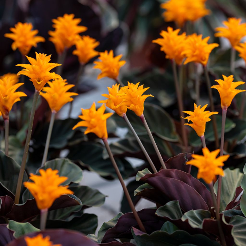 Calathea crocata - Calatea