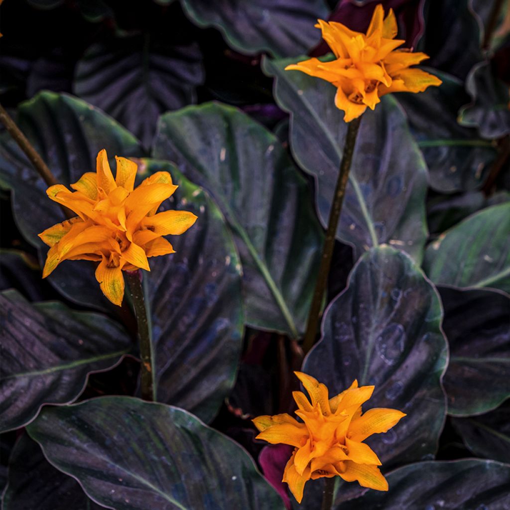 Calathea crocata - Calatea