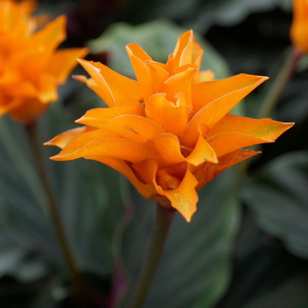 Calathea crocata - Calatea