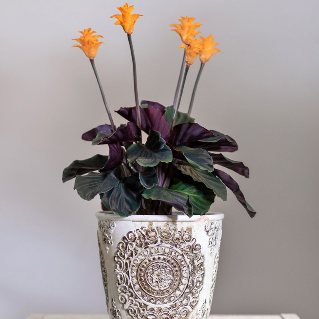 Calathea crocata - Calatea