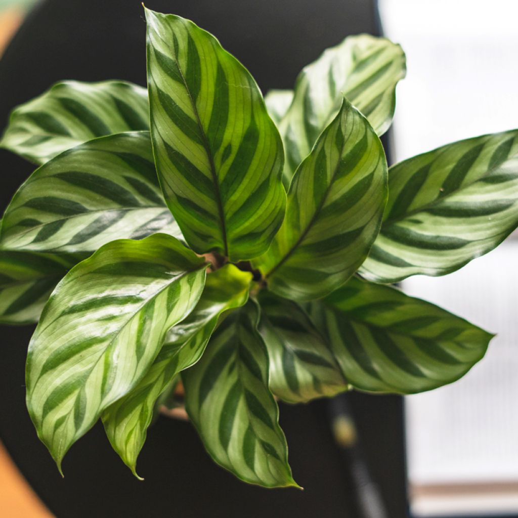 Calathea Freddie - Calatea