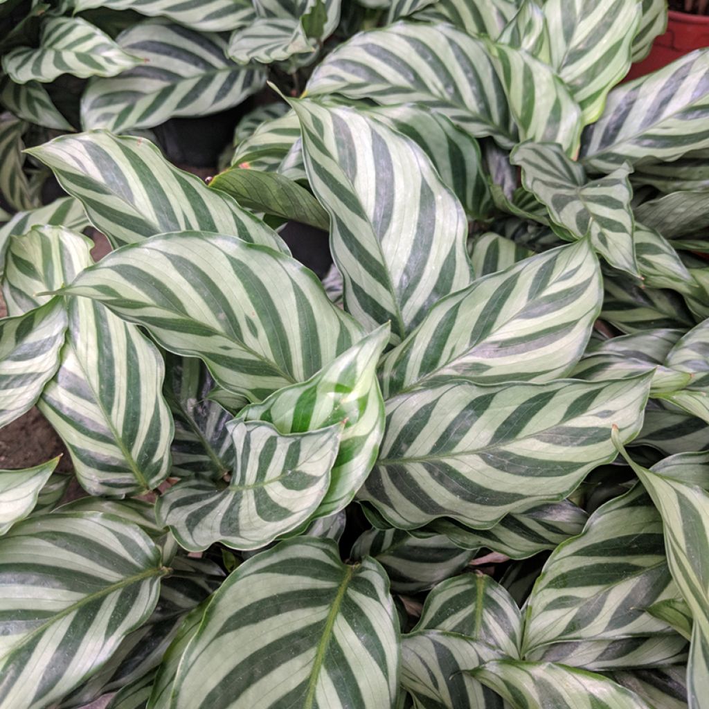 Calathea Freddie - Calatea