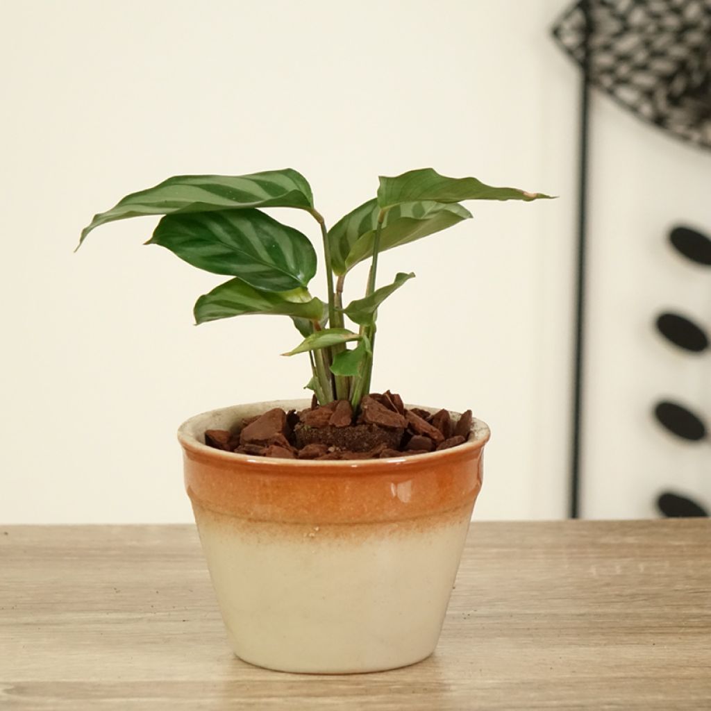 Calathea Freddie - Calatea