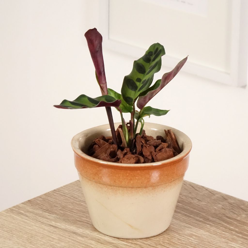 Calathea insignis - Calatea