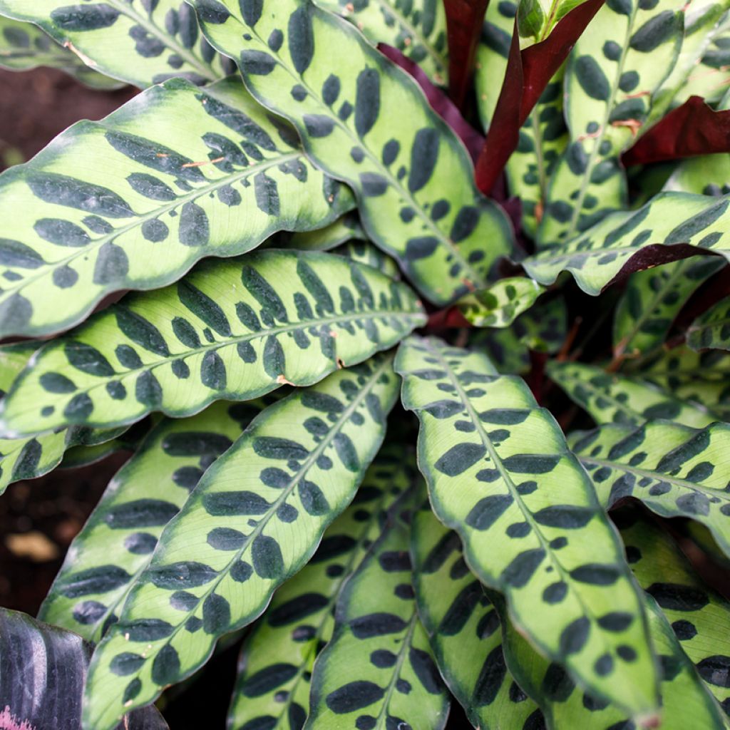 Calathea insignis - Calatea