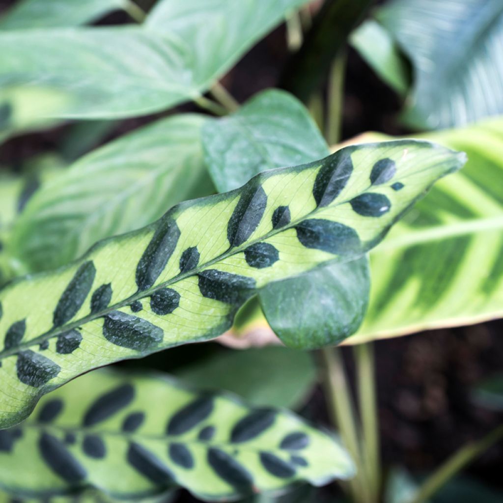 Calathea insignis - Calatea