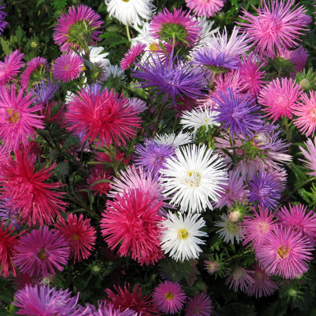 Reina Margarita Unicum - Callistephus