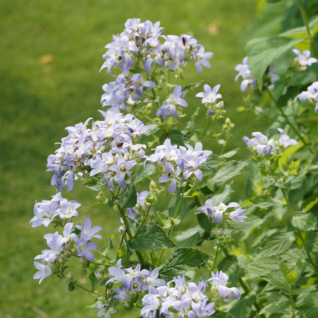 Campanula lactiflora Prichard s variety - Campanilla