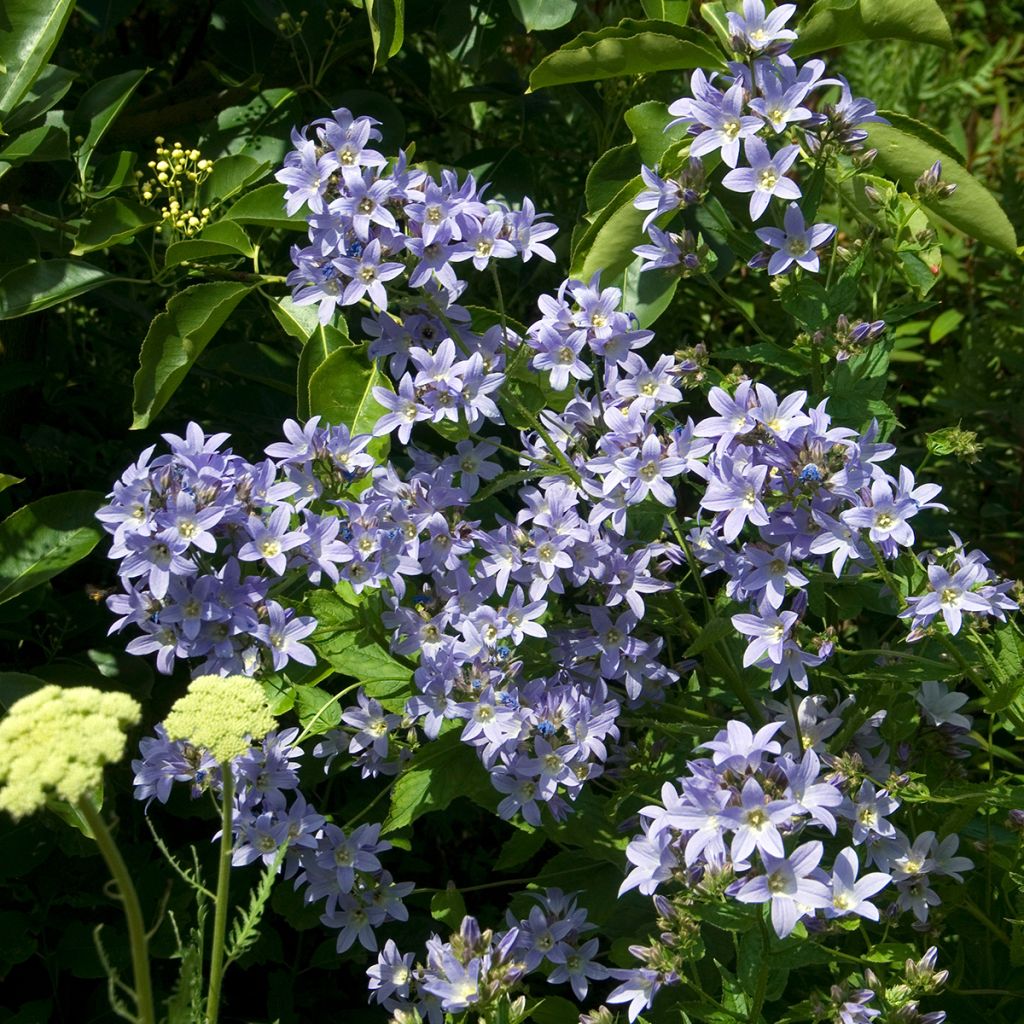 Campanula lactiflora Prichard s variety - Campanilla