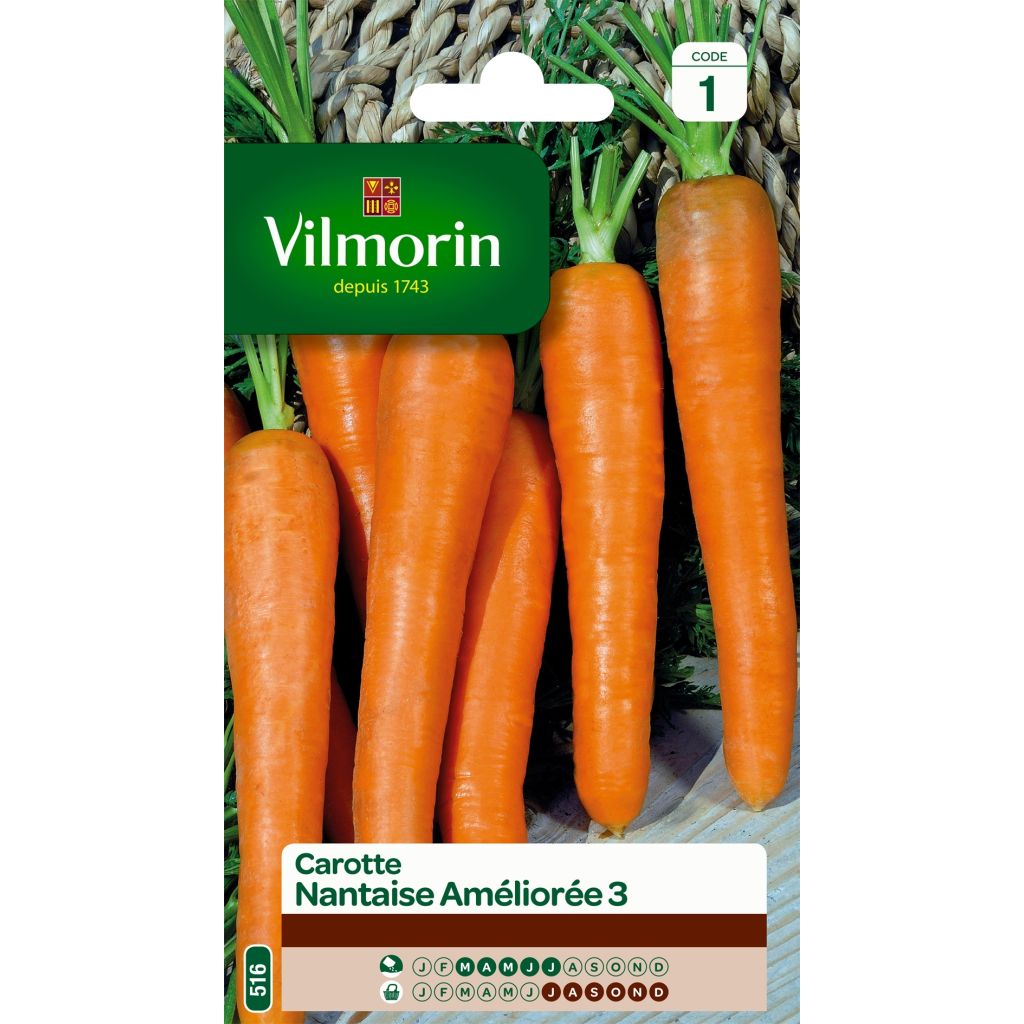 Zanahoria Nantaise améliorée 3