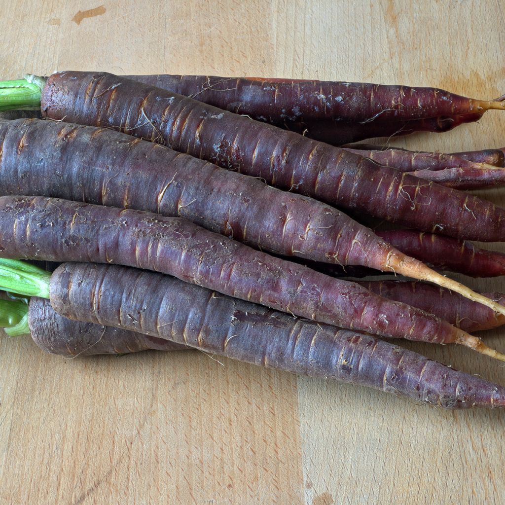 Zanahoria Purple Haze F1