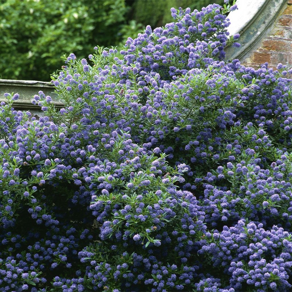 Ceanoto Autumnal Blue