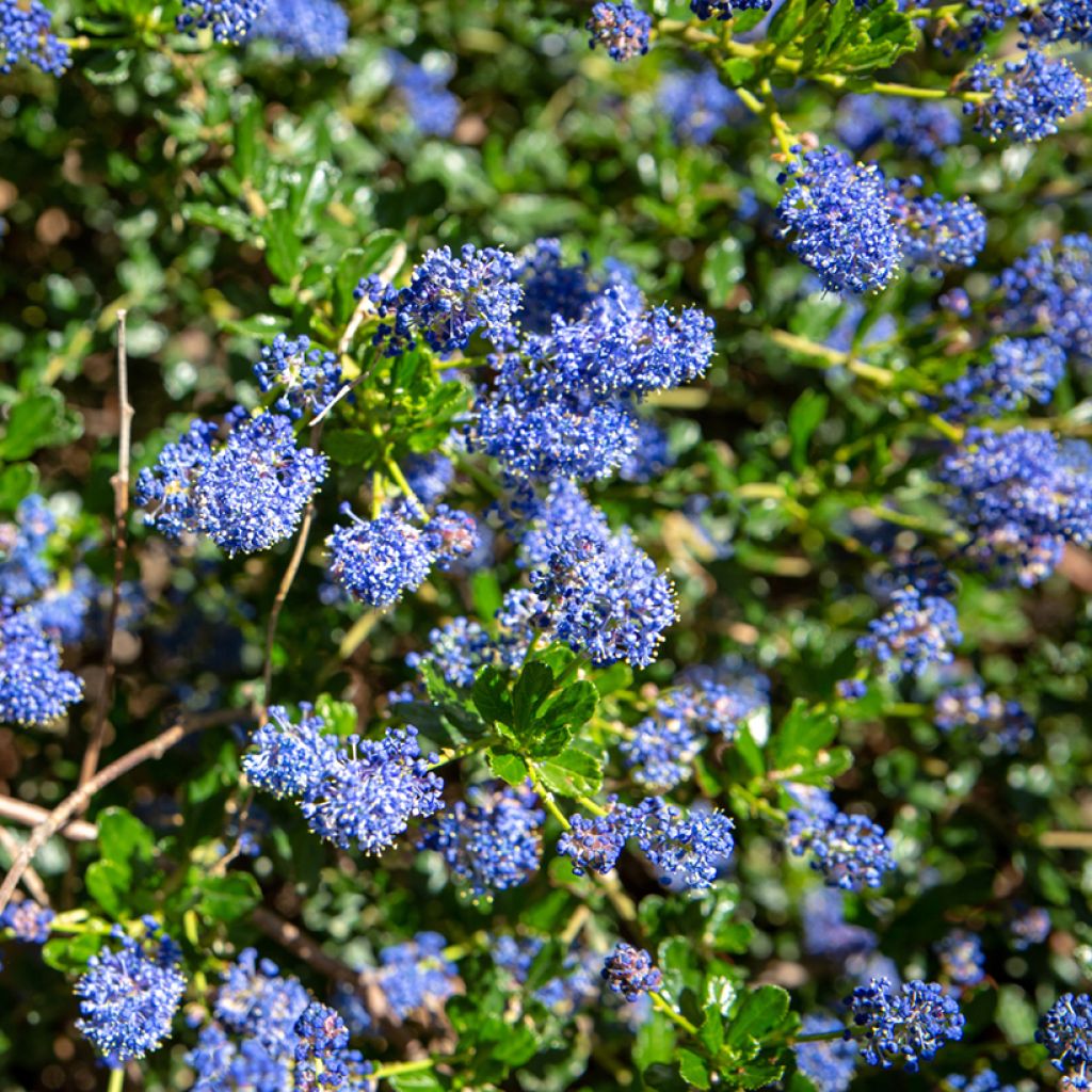 Ceanoto thyrsiflorus var. repens Blue Sapphire