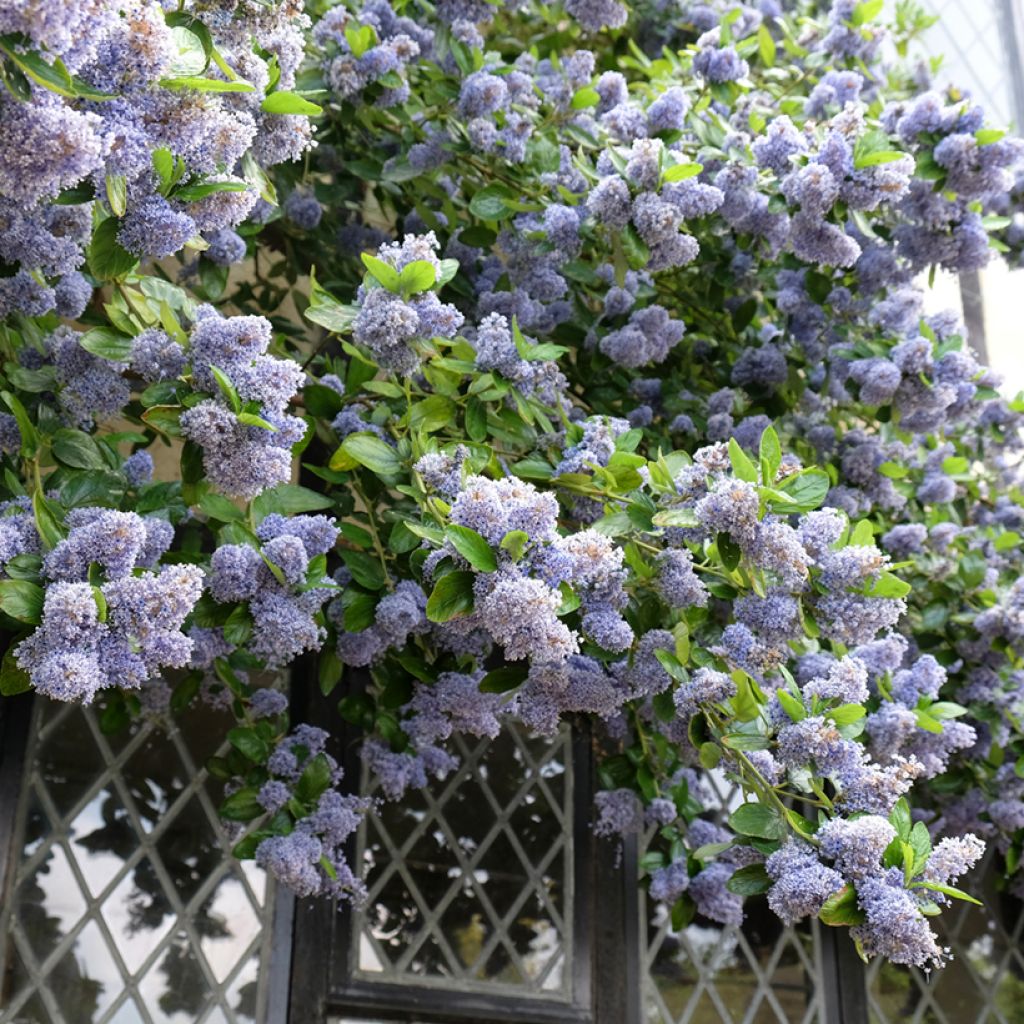 Ceanoto arboreus Trewithen Blue - Ceanoto arbóreo