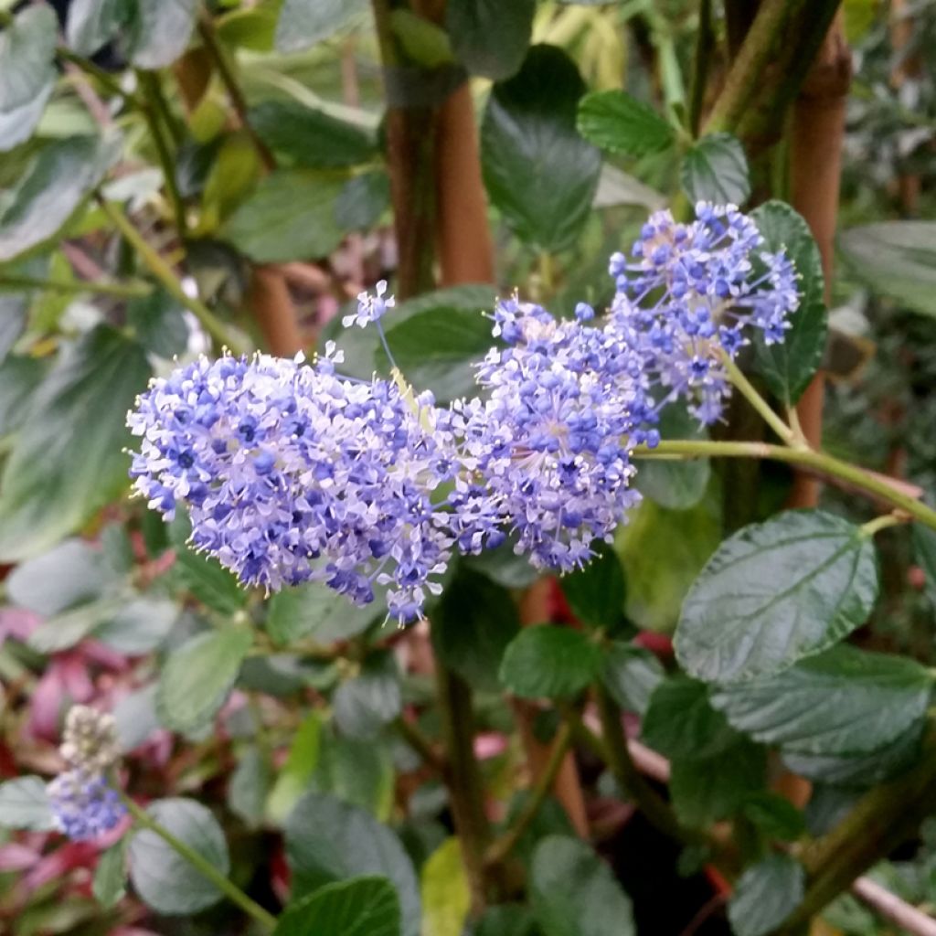 Ceanoto arboreus Trewithen Blue - Ceanoto arbóreo