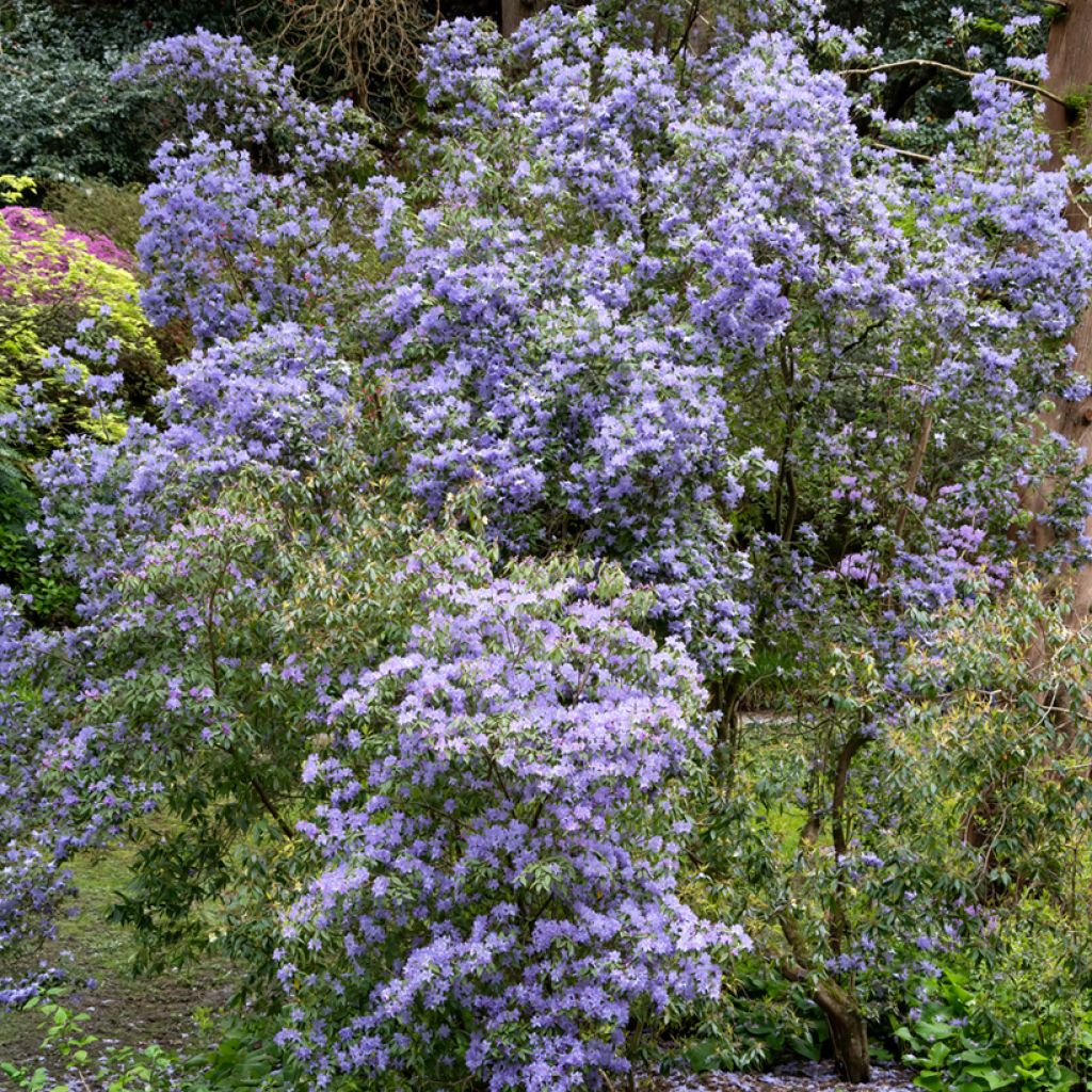 Ceanoto Puget Blue