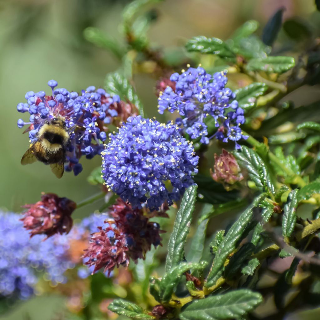 Ceanothus arboreus Concha - Ceanoto arbóreo