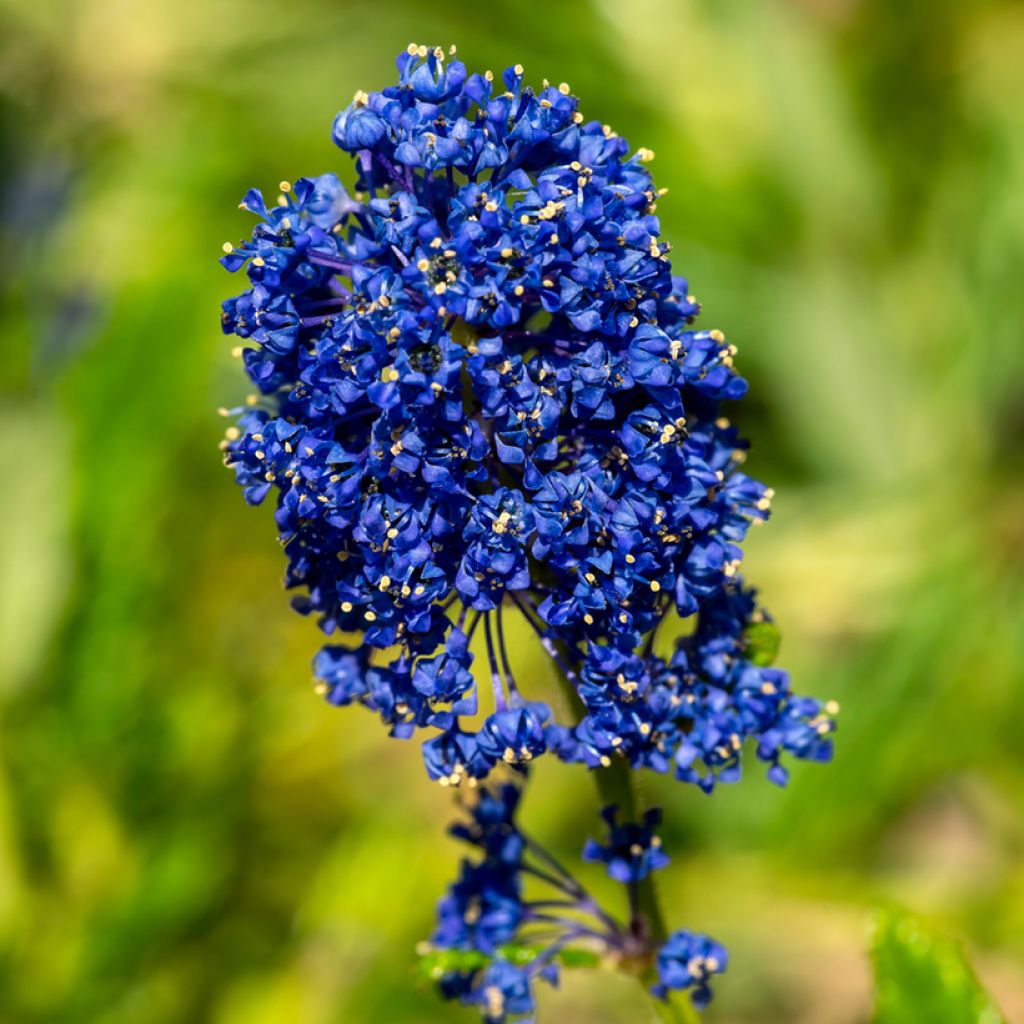 Ceanothus arboreus Concha - Ceanoto arbóreo