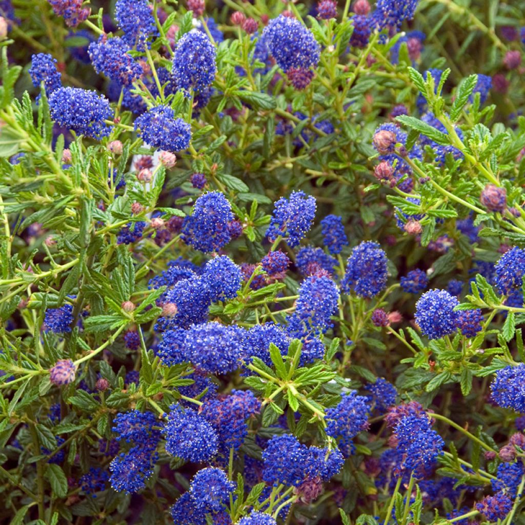 Ceanothus arboreus Concha - Ceanoto arbóreo