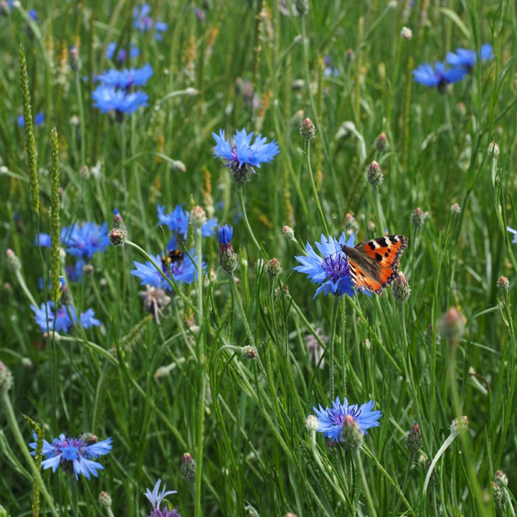 Centaurea cyanus - Aciano