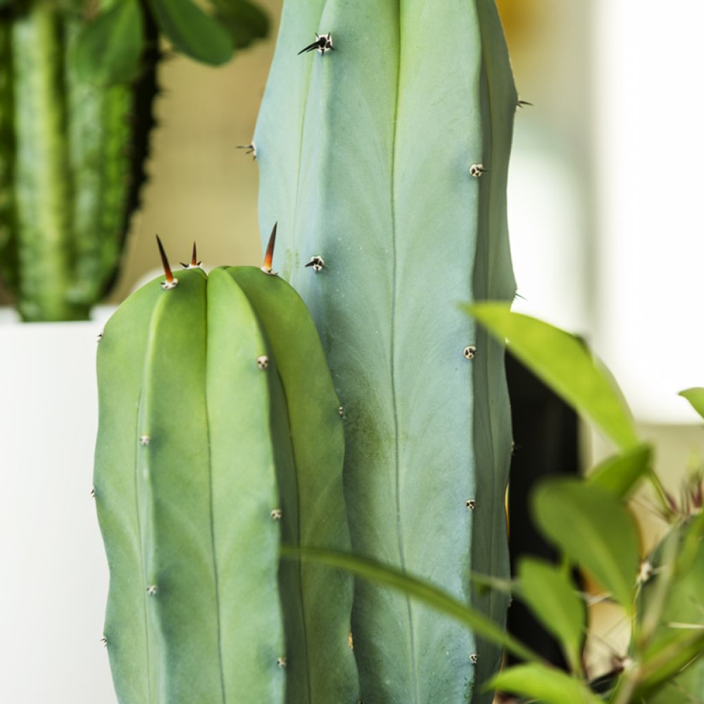 Cereus peruvianus