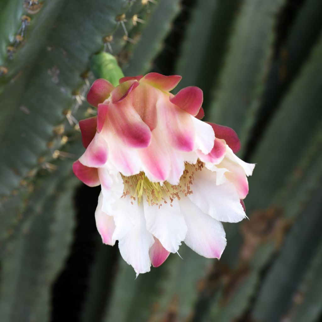 Cereus peruvianus