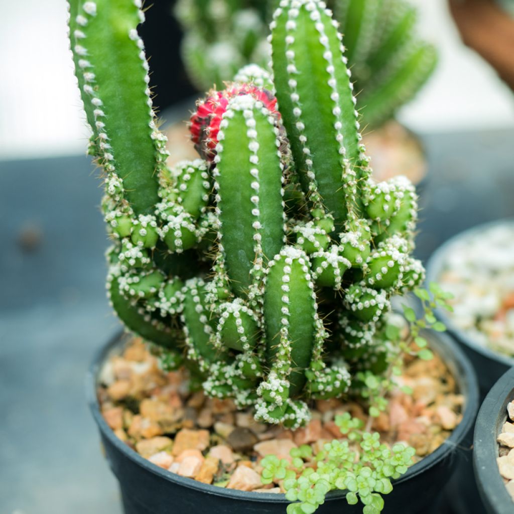Cereus peruvianus