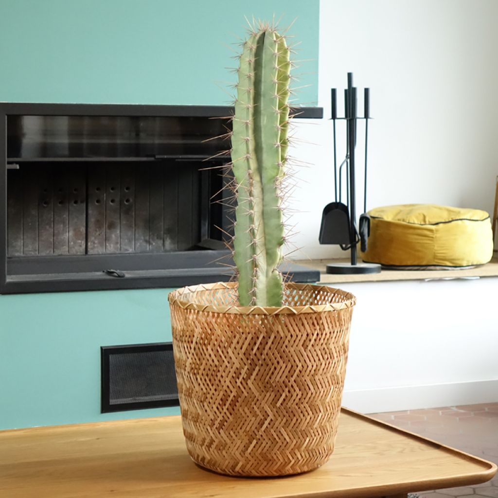 Cereus peruvianus