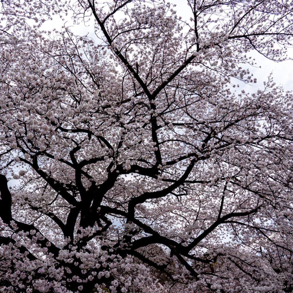 Prunus yedoensis Shidare Yoshino - Cerezo Yoshino