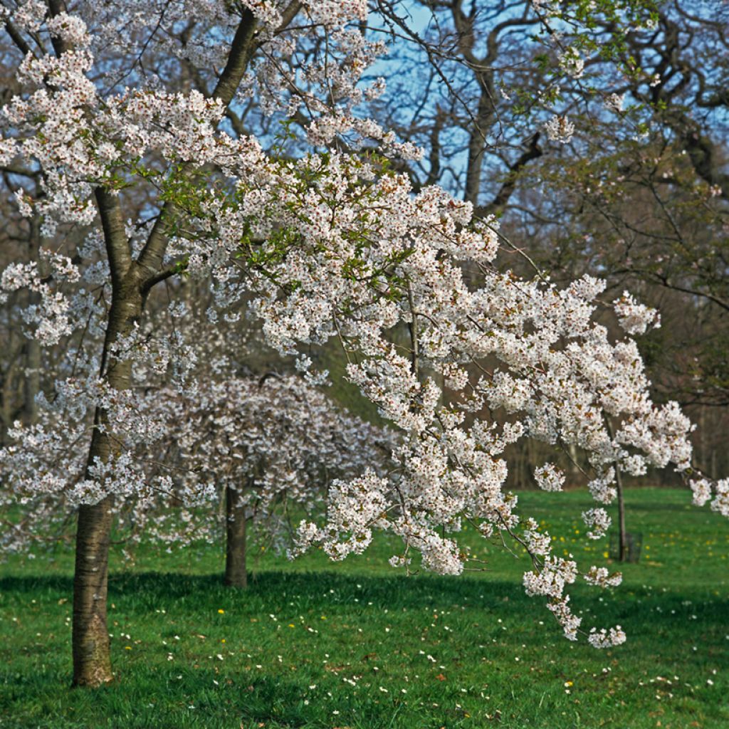 Prunus yedoensis Shidare Yoshino - Cerezo Yoshino