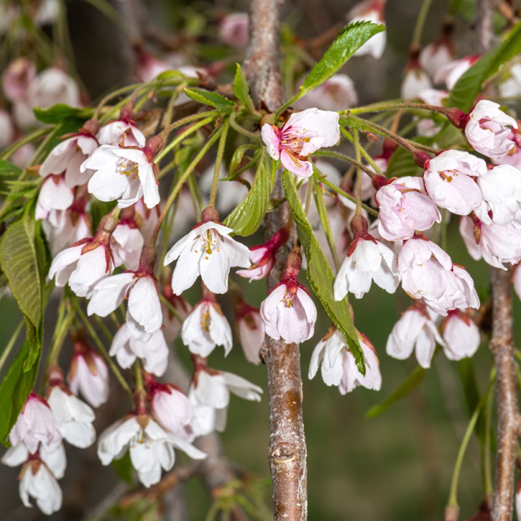 Prunus yedoensis Shidare Yoshino - Cerezo Yoshino