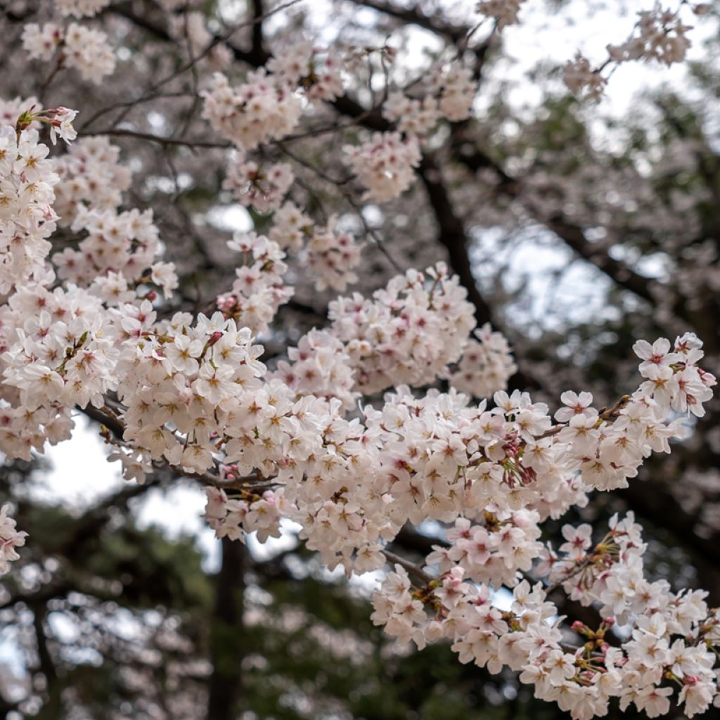 Prunus yedoensis Shidare Yoshino - Cerezo Yoshino