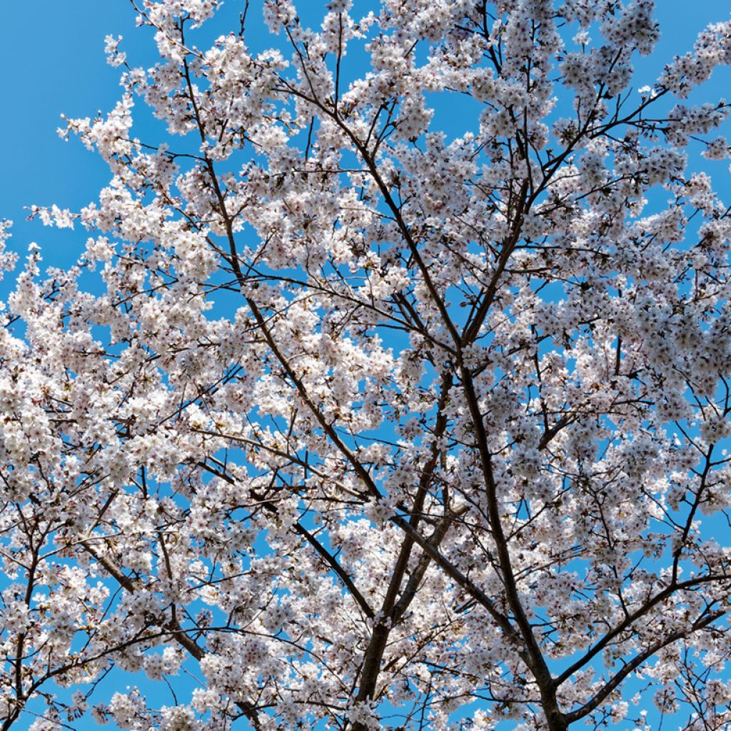 Prunus yedoensis Shidare Yoshino - Cerezo Yoshino