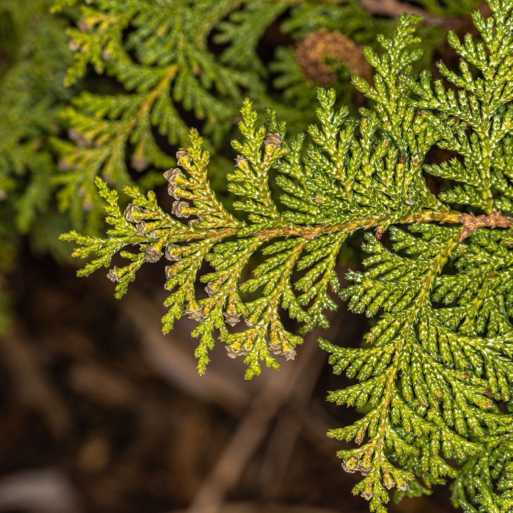 Chamaecyparis pisifera Golden Pincushion - Falso ciprés sawara