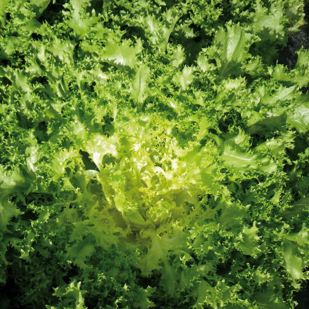 Chicorée frisée Wallone Dorea