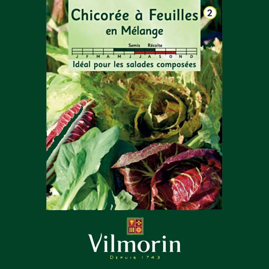 Escarola Mix - Vilmorin