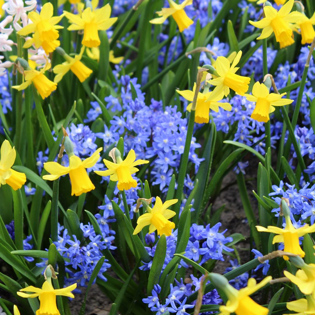 Gloria de la nieve - Chionodoxa sardensis