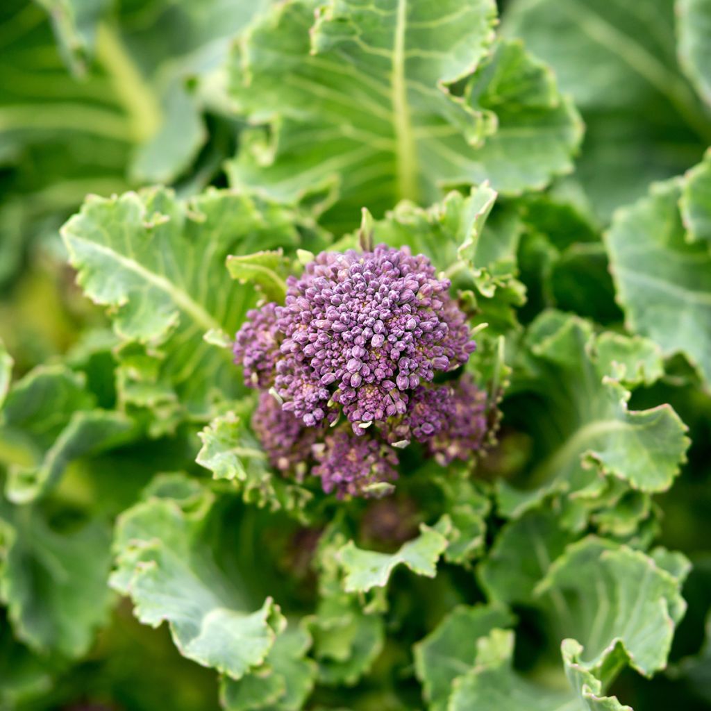 Brócoli Early Purple Sprouting Bio