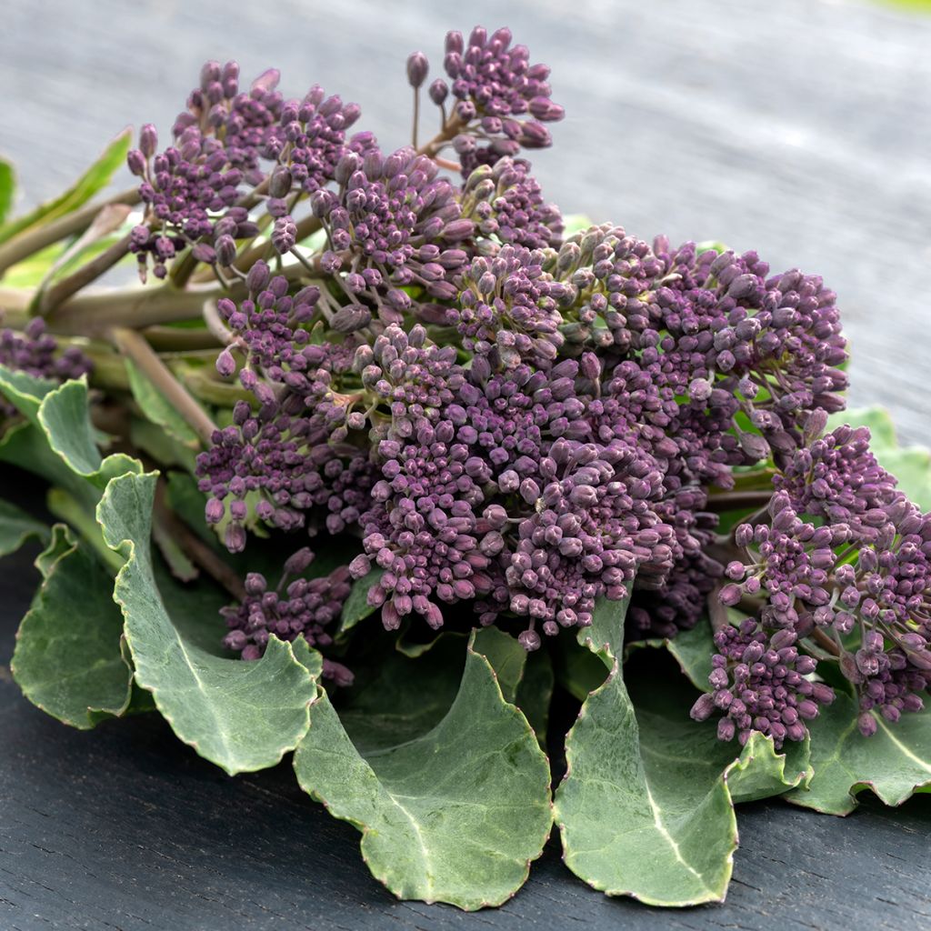 Brócoli Early Purple Sprouting Bio