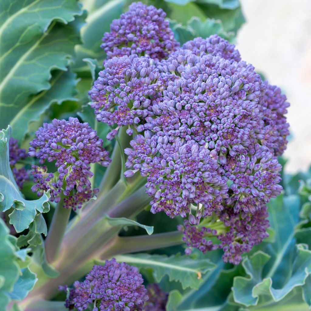 Brócoli Early Purple Sprouting