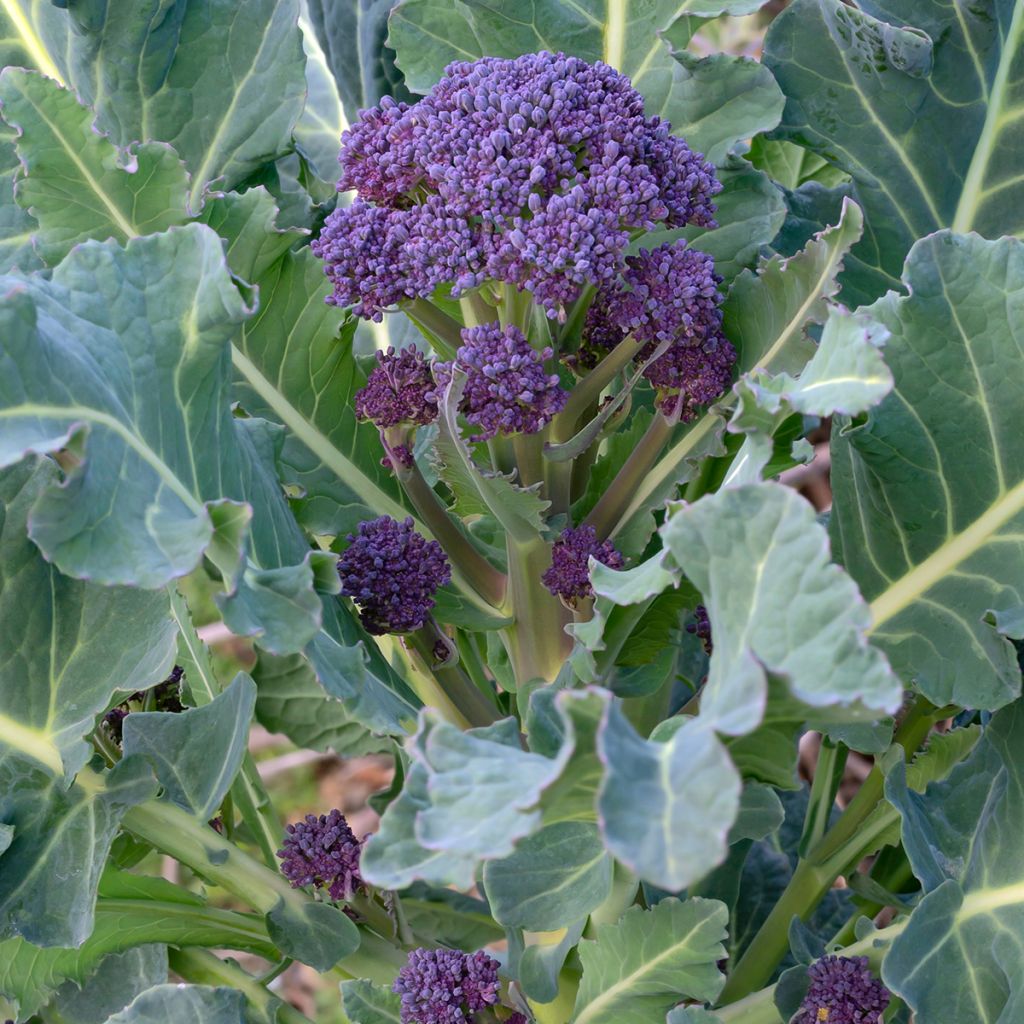 Brócoli Early Purple Sprouting
