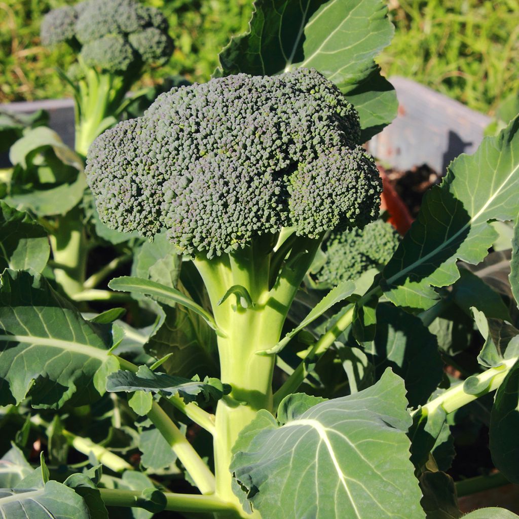 Brócoli Ramoso Calabrese