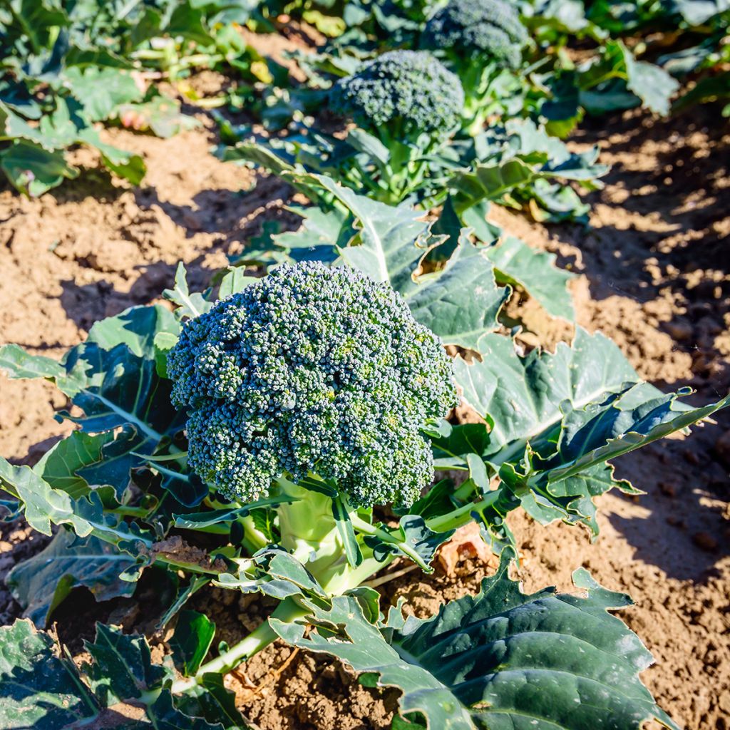 Brócoli Ramoso Calabrese