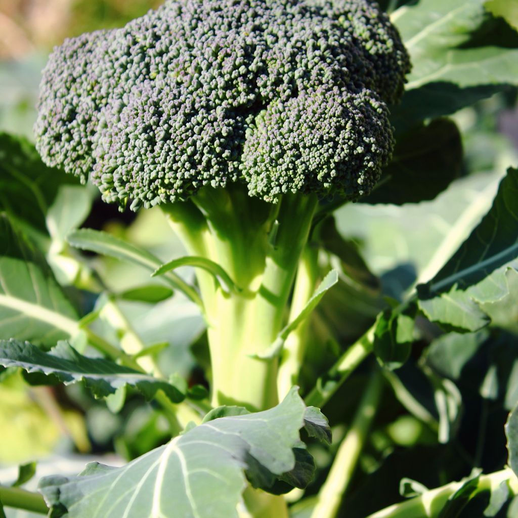 Brócoli Ramoso Calabrese