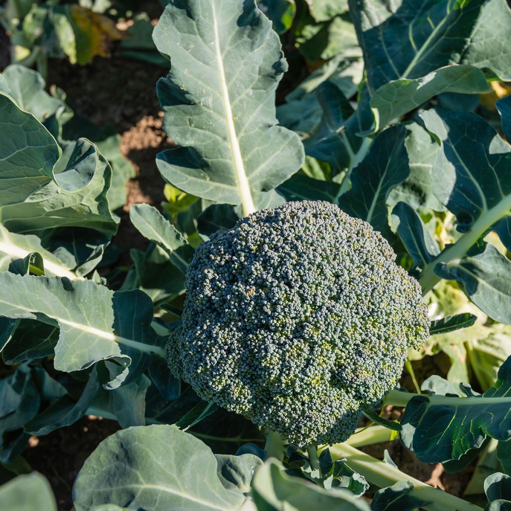 Brócoli Ramoso Calabrese